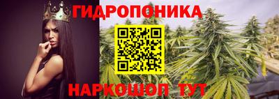 прущие крисы Бийск